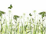 Background with green grass, chamomile flowers  and butterfly
