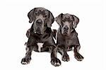 Two grey great Dane dogs on front of a white background