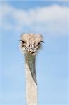 An ostrich on a farm in Dalarna, Sweden