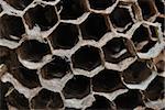 macro close up of bee honeycombs