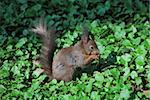 small eichkaetzchen sits on the ground and eats a nut