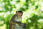 The adult monkey against green blur background