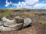 Strange volcanic landscape at Craters of the Moon National Monument of Idaho.