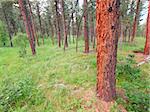 Black Hills National Forest of Wyoming lit by evening sunlight.