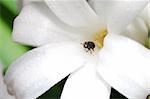little beetle comes out from a white bloom flower