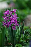 close up from a purple hyacinth in the sping