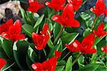 many fresh red tulip in the sunshine in spring