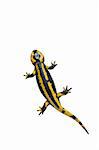 Beautiful salamander isolated on a white background.