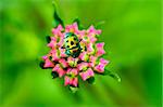 Golden bug and young lantana flower buds glowing in sunlight