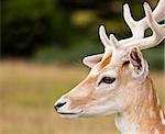Young Fallow deer bucks