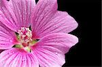 Pink mallow flower close up
