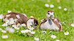 Ducklin on grass with daisies