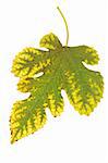 Autumnal leaf from the mulberry against the white background