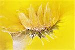 Yellow sunflower frozen in yellow ice