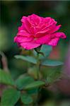 A red wild rose in the garden.