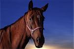 Profile of Domestic Horse with Sunset Background