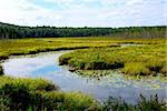 Wetlands landscape in Algonquin provincial park, Canada