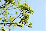 Branches of green blooming maple tree in the spring