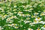 Wild daisies chamomile growing in a green meadow