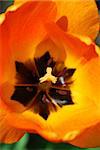 Center of a bright orange spring tulip