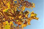 Yellow autumn leaves against blue sky.