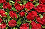 red roses background, warm filter, valentines, weddings, romance