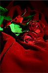 Two valentine roses on red velvet, low key light