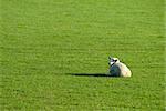 a sheep on a green field or meadow