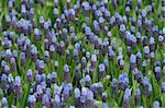 violet blossom in close up view