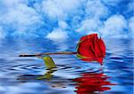 Rose reflected in water, postcard, card, background