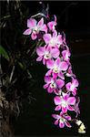 A bunch of beauty pink orchid  in the dark background.