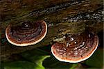 Wild mushrooms in the tropical forest Thailand