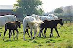 Horses on a ranch  - mares with colts