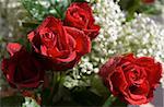 Close-up of red roses