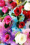 Beautiful multi-colored roses - love and romance