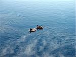 Two ducks float on the winter river