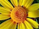 Insects in Flower