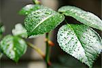 Fresh green leaf of a rose bush covered with rain drops