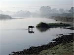 Oxe crossing a river at sunrise. Royal Chitwan National Park, Nepal.