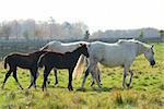 Horses on a ranch - white mares with brown colts