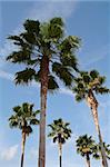 Tropical Palm Trees with Blue Sky Background