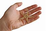 Seastar in a Hand