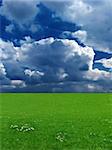 Green grass and deep blue sky