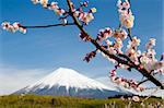 Close-up of Plum blossoms with a dreamy Mt. Fuji in the background