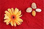 Daisy and four stones on the red sand