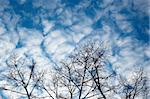 Black silhouette of tree on the cloudy sky background