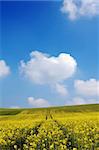 Crop field with central path and bright blue sky.