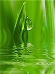 Fresh grass with dew drops close up with reflection on water