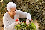 Senior lady looking after her geraniums in her garden in a spring's day