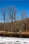 A beautiful forest on a bright sunny winter day